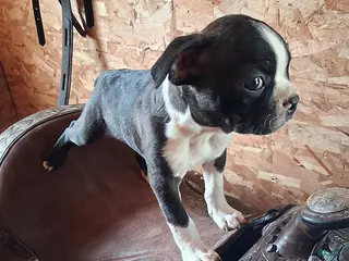 Boston Terrier dogs Jay - Ad 1
