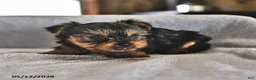 Yorkshire Terrier dogs for sale: Eenie - Ad 5