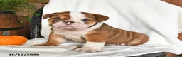 English Bulldog dogs for sale: Clyde - Ad 5