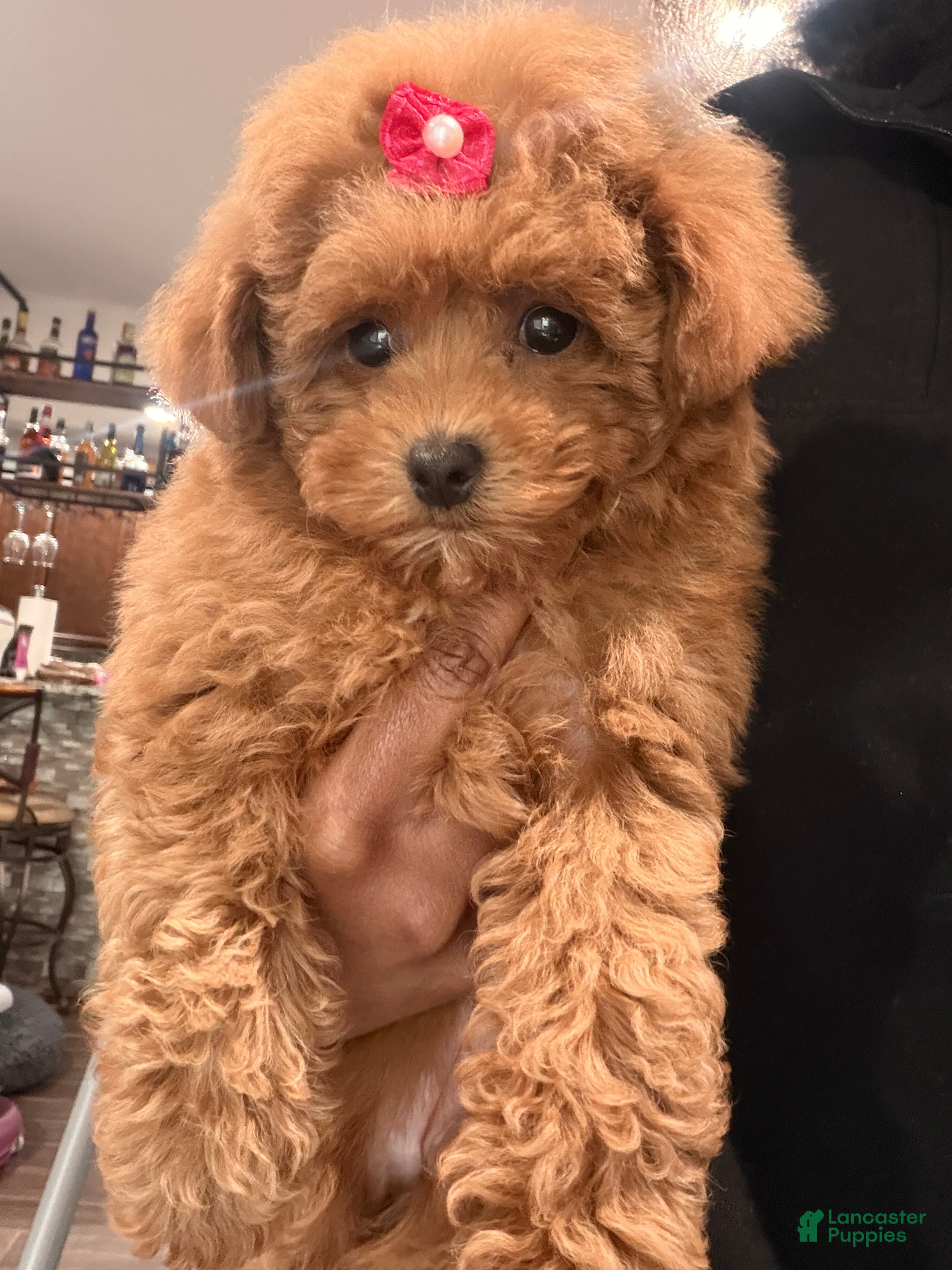 Toy Poodle dogs Toy Poodle Puppy 1 - Ad 42