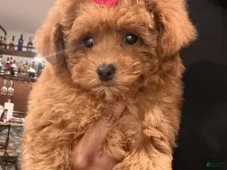 Toy Poodle dogs Toy Poodle Puppy 1 - Ad 42