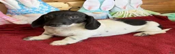 Miniature Dachshund dogs for sale: Spots - Ad 2