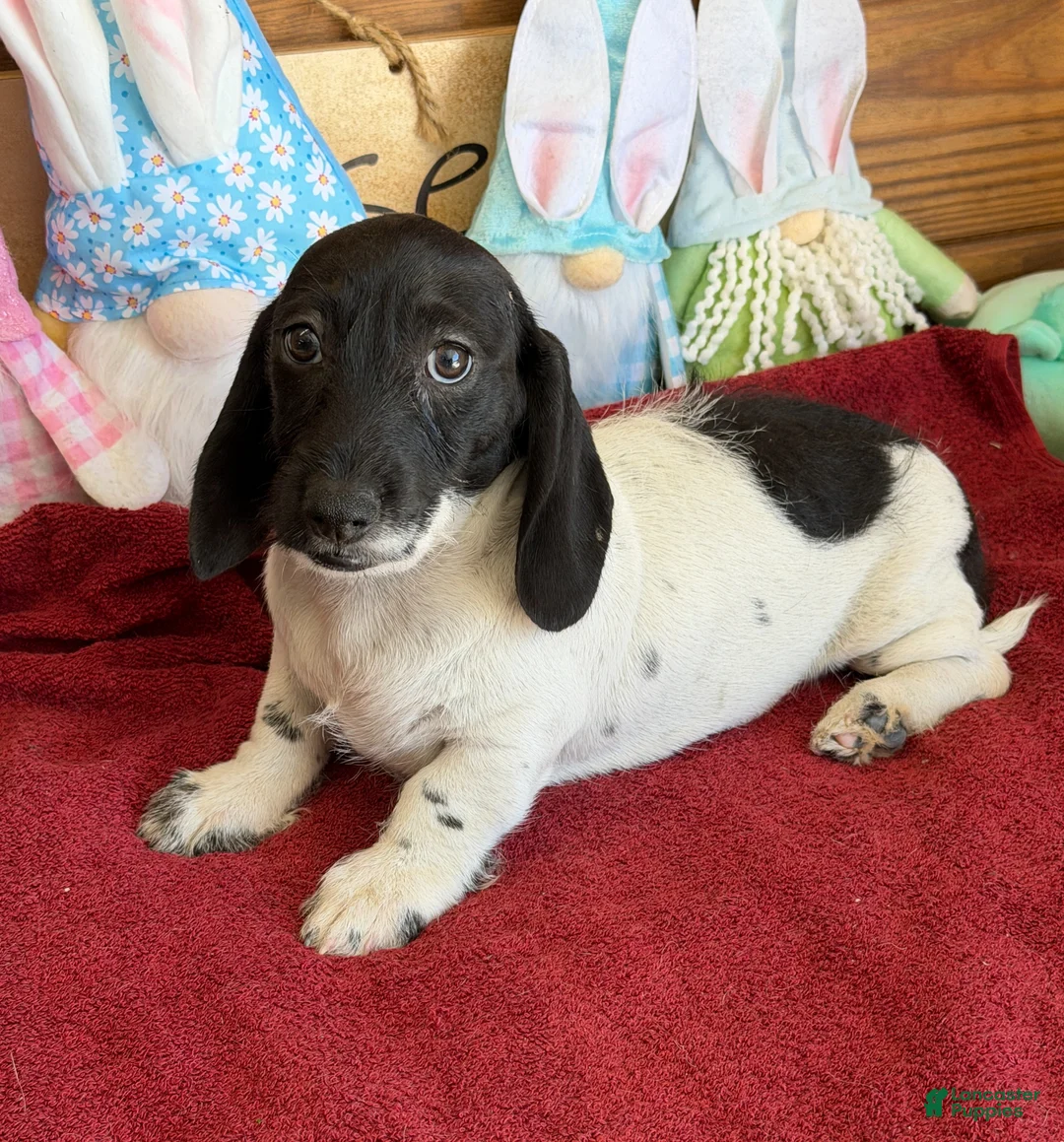 Miniature Dachshund dogs for sale: Spots - Ad 2