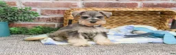 Miniature Schnauzer dogs for sale: Trouper  - Ad 5