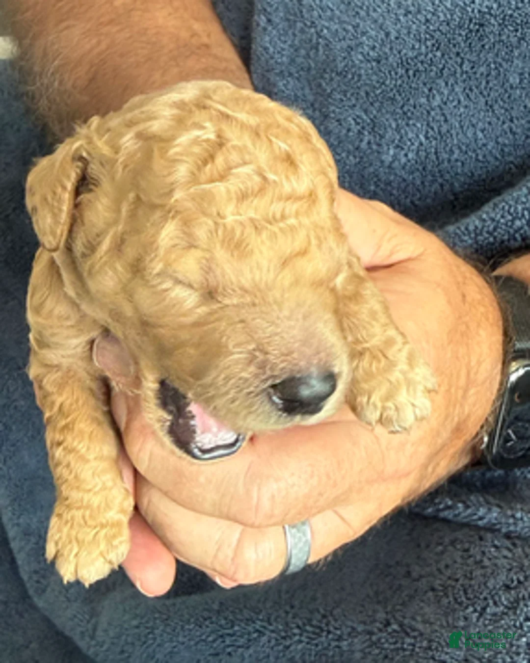 Goldendoodle dogs for sale: Male Purple Collar(Prince) - Ad 5