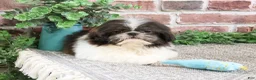 Shih Tzu dogs for sale: Aztec - Ad 4