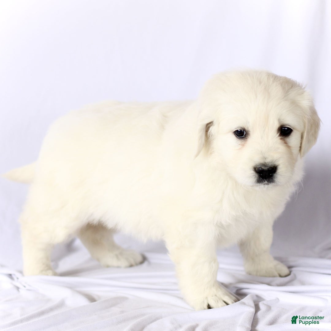Golden Retriever dogs for sale: Stella  - Ad 4