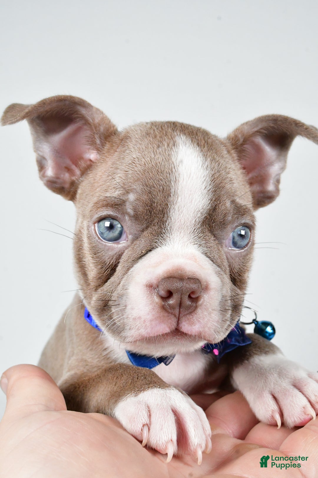 Boston Terrier dogs for sale: Yale - Ad 3
