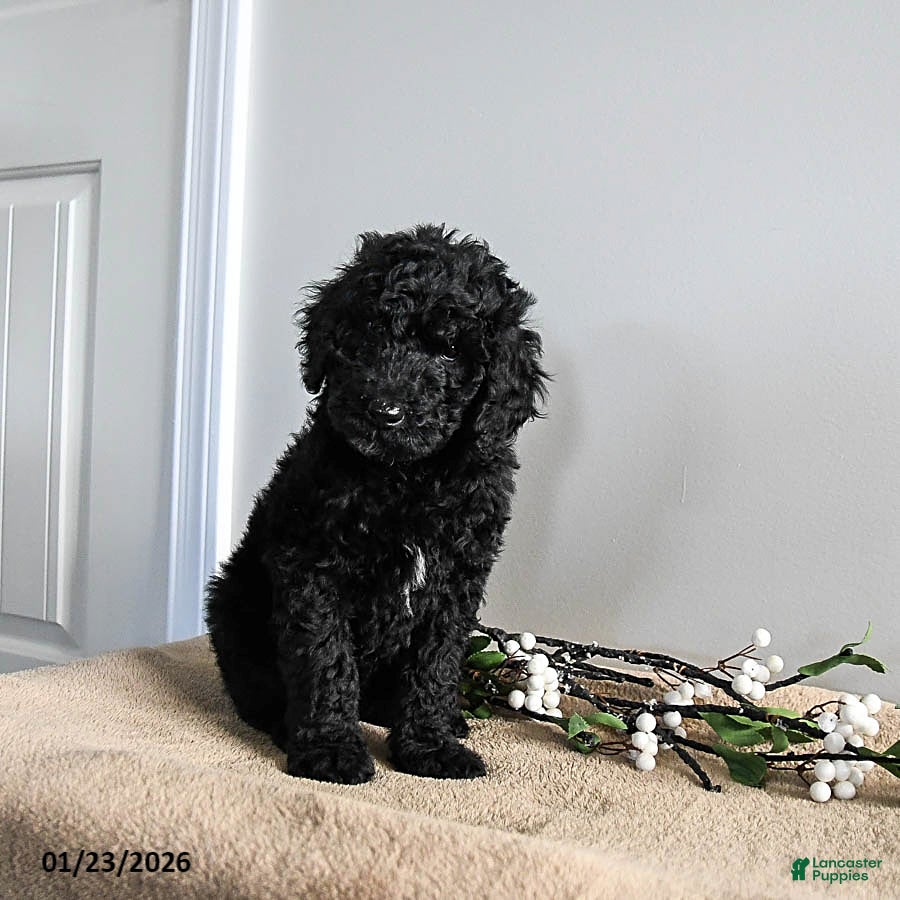 Standard Poodle dogs Vanilla - Ad 7