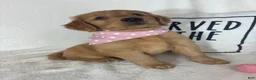 Golden Retriever dogs for sale: Honey - Ad 1