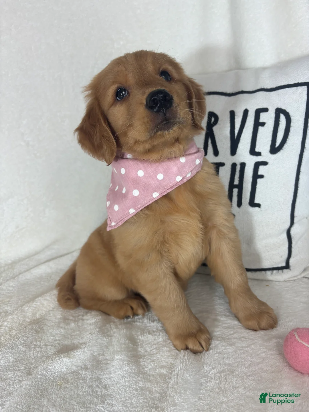 Golden Retriever dogs for sale: Honey - Ad 1