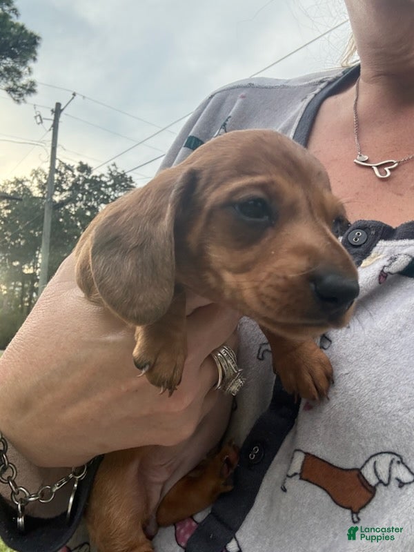 Miniature Dachshund dogs for sale: Sugarpie - Ad 2
