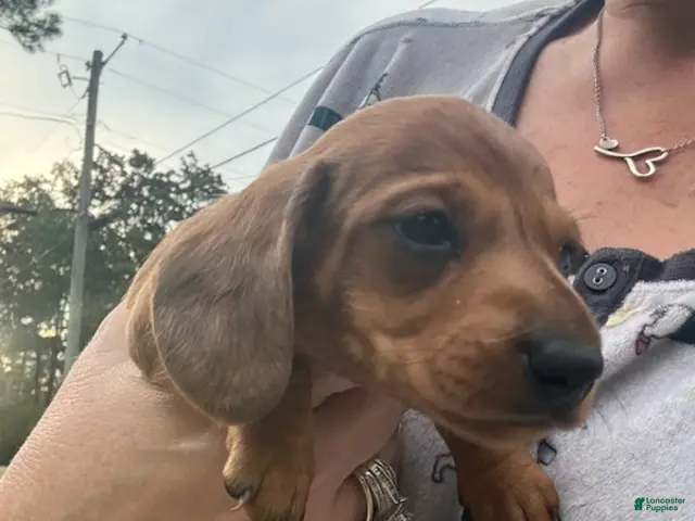 Miniature Dachshund dogs for sale: Sugarpie - Ad 2