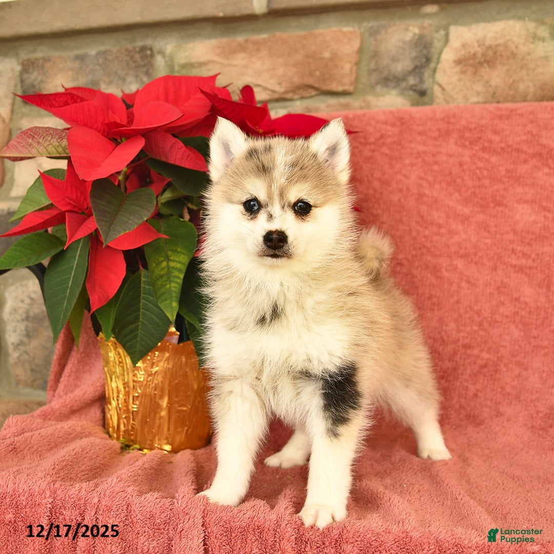 Pomsky dogs for sale: Winter  - Ad 1