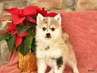 Pomsky dogs Winter - Ad 27