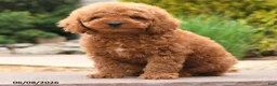 Miniature Poodle dogs for sale: Elliot - Ad 4