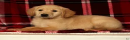 Golden Retriever dogs for sale: Rusty - Ad 2