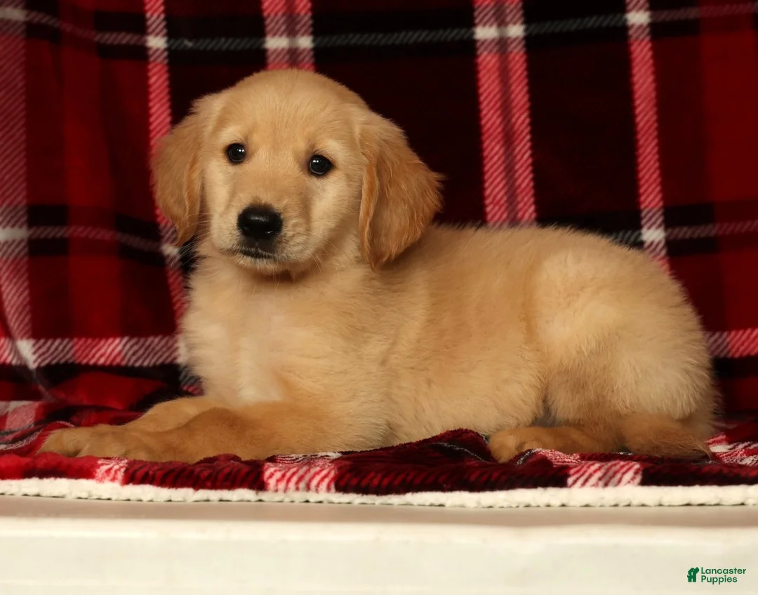 Golden Retriever dogs for sale: Rusty - Ad 2