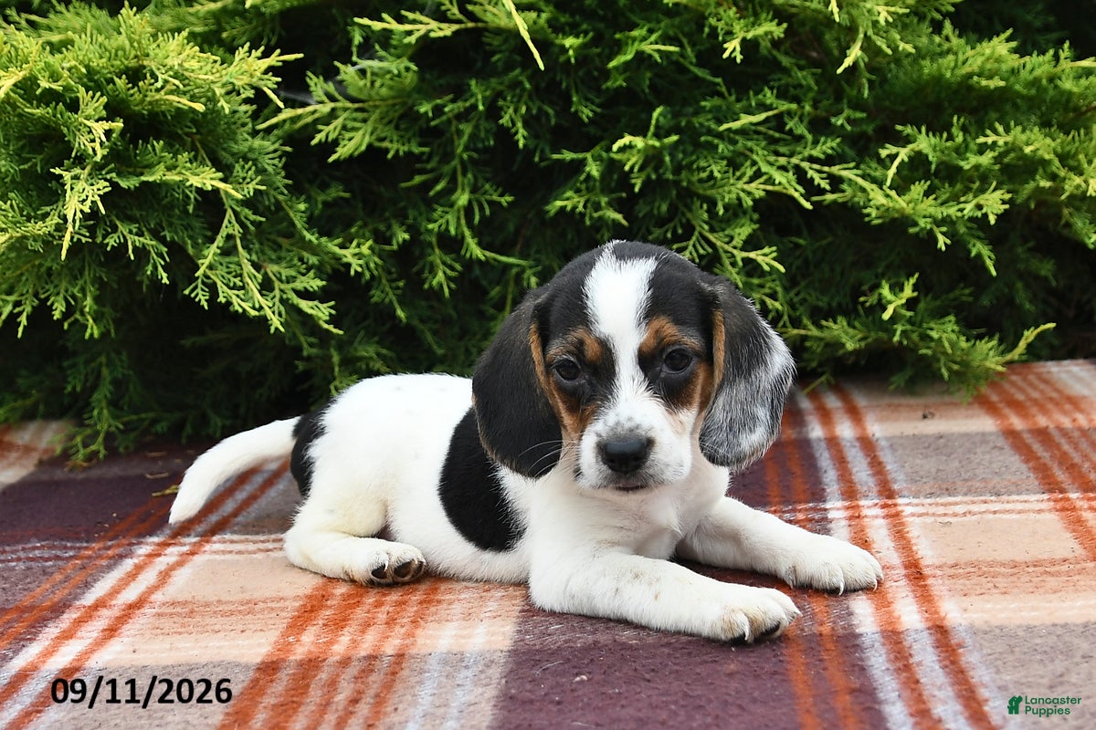 Beagle dogs Braden - Ad 1