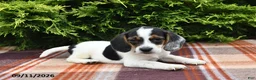 Beagle dogs for sale: Braden - Ad 1