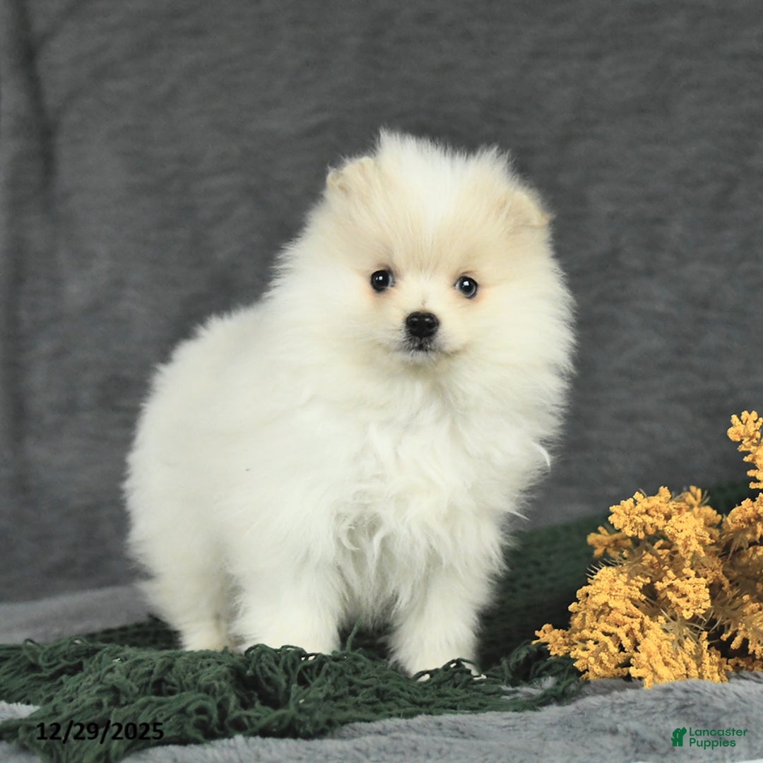 Pomeranian dogs for sale: Finley - Ad 3