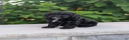 Yorkiepoo dogs for sale: Ava - Ad 4