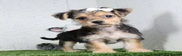 Yochon dogs for sale: Iyla - Ad 3