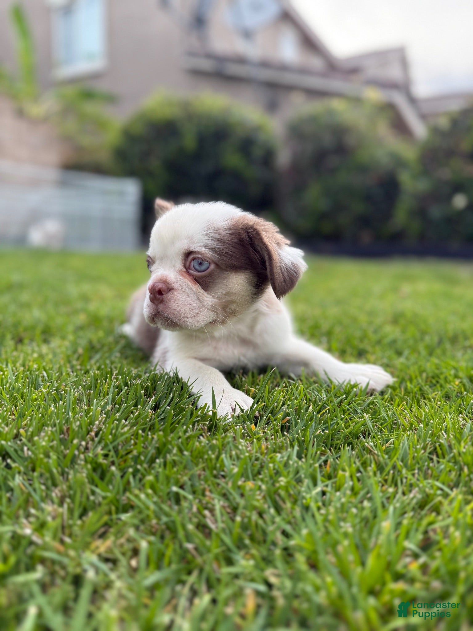 French Bulldog dogs French Bulldog 3 - Ad 1