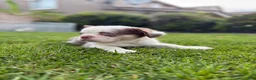 French Bulldog dogs for sale: French Bulldog 3 - Ad 1