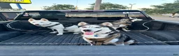 Siberian Husky dogs for sale: Annie Grace - Ad 10