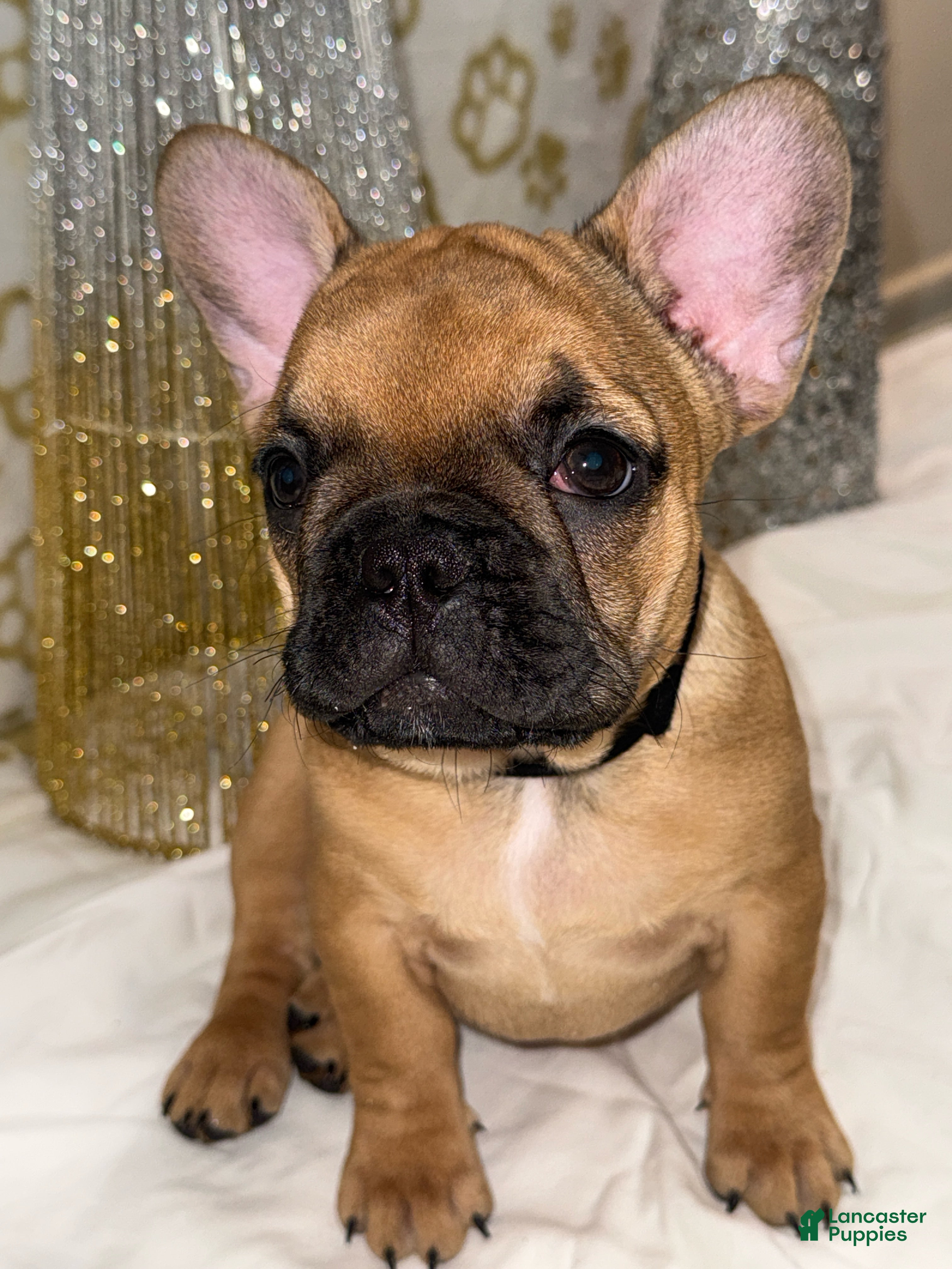 French Bulldog dogs Black Widow - Ad 11