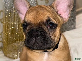 French Bulldog dogs Black Widow - Ad 9