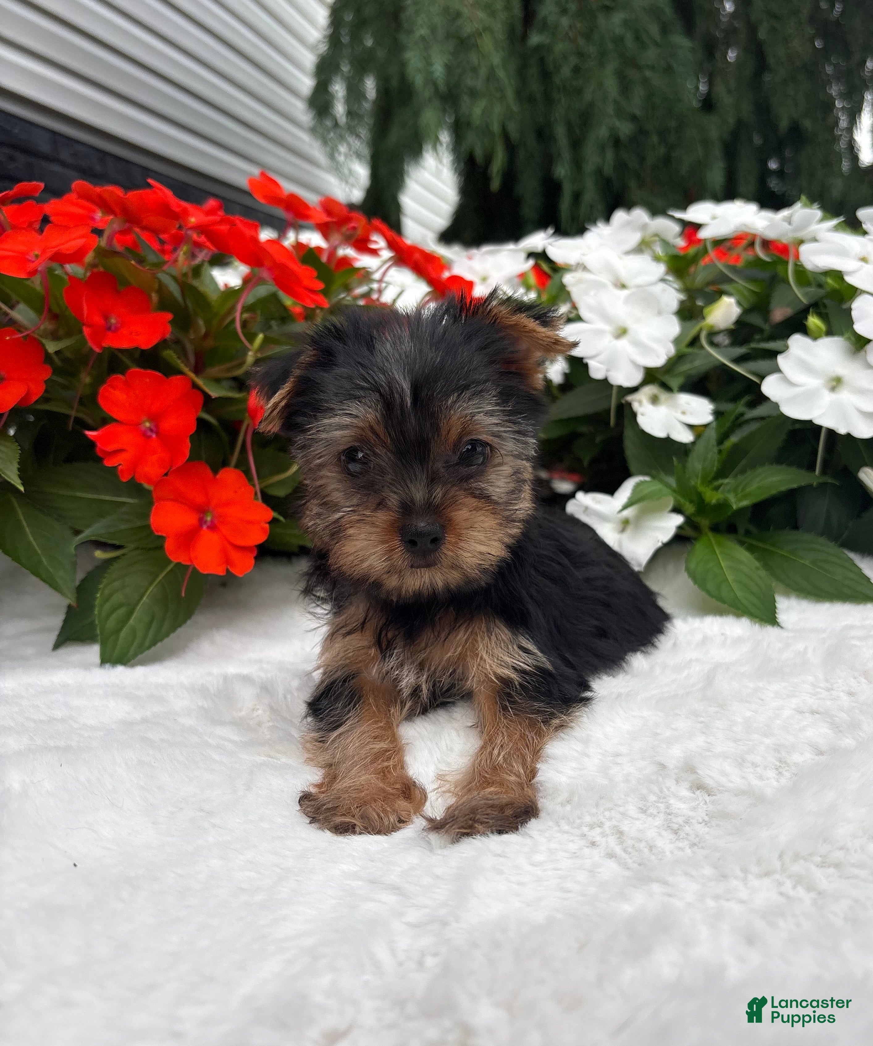 Yorkshire Terrier dogs Cassie - Ad 1