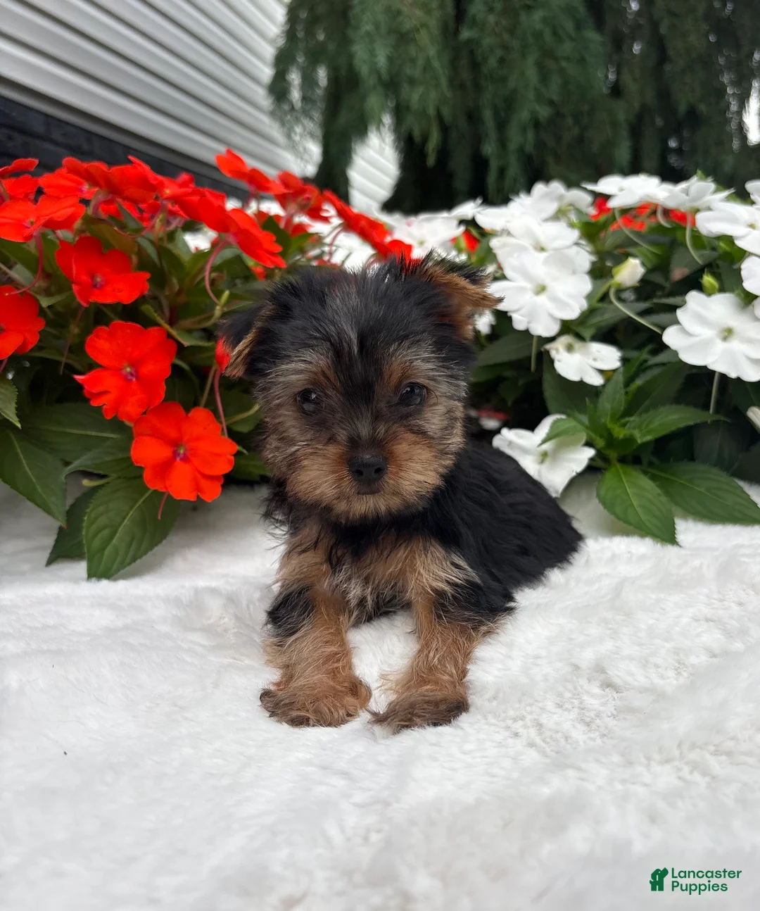 Yorkshire Terrier dogs for sale: Cassie - Ad 1