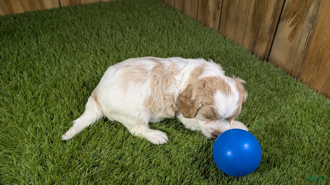 Cavapoo dogs for sale: Lizzy Boy 1 - Ad 2