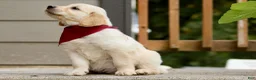 Golden Retriever dogs for sale: Dark Red Golden Retriever Puppy 2 - Ad 4