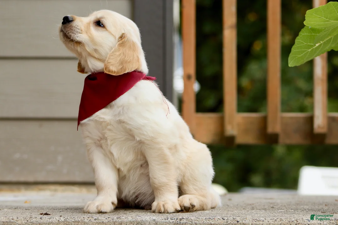 Golden Retriever dogs for sale: Dark Red Golden Retriever Puppy 2 - Ad 4