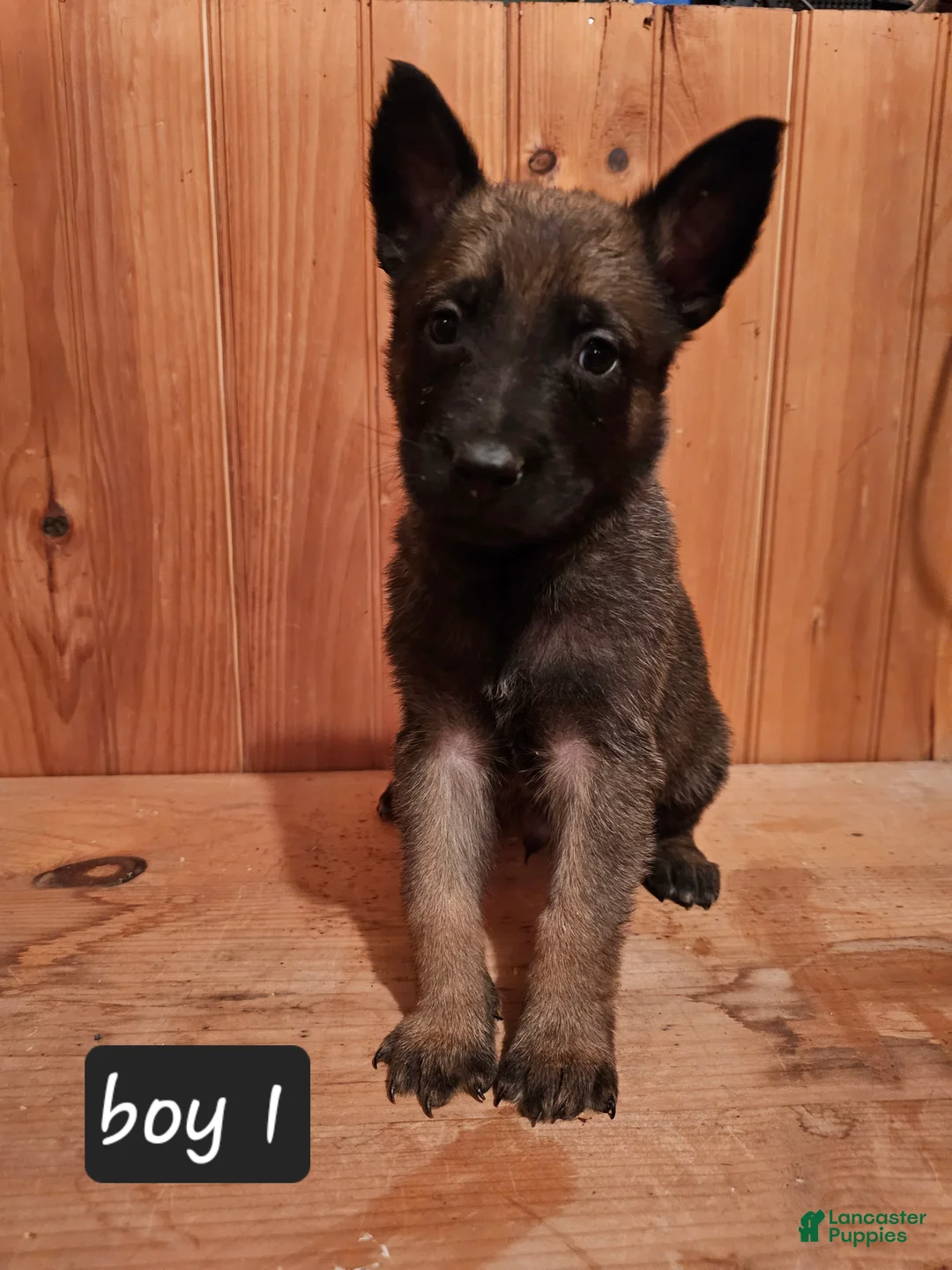 Belgian Malinois dogs for sale: Belgian Malinois Puppy 1 - Ad 4