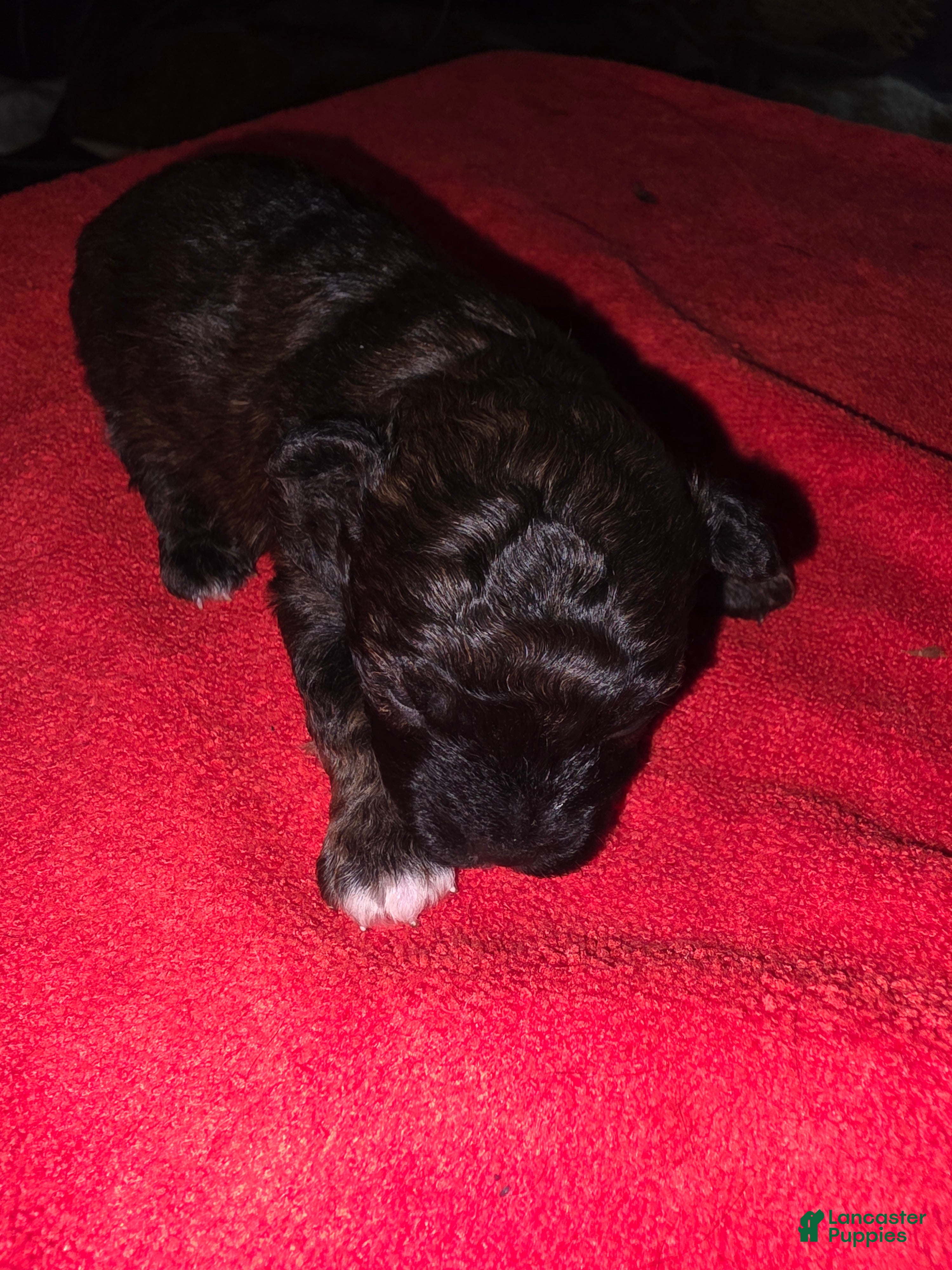 Yorkiepoo dogs Yorkiepoo Puppy 2 - Ad 2