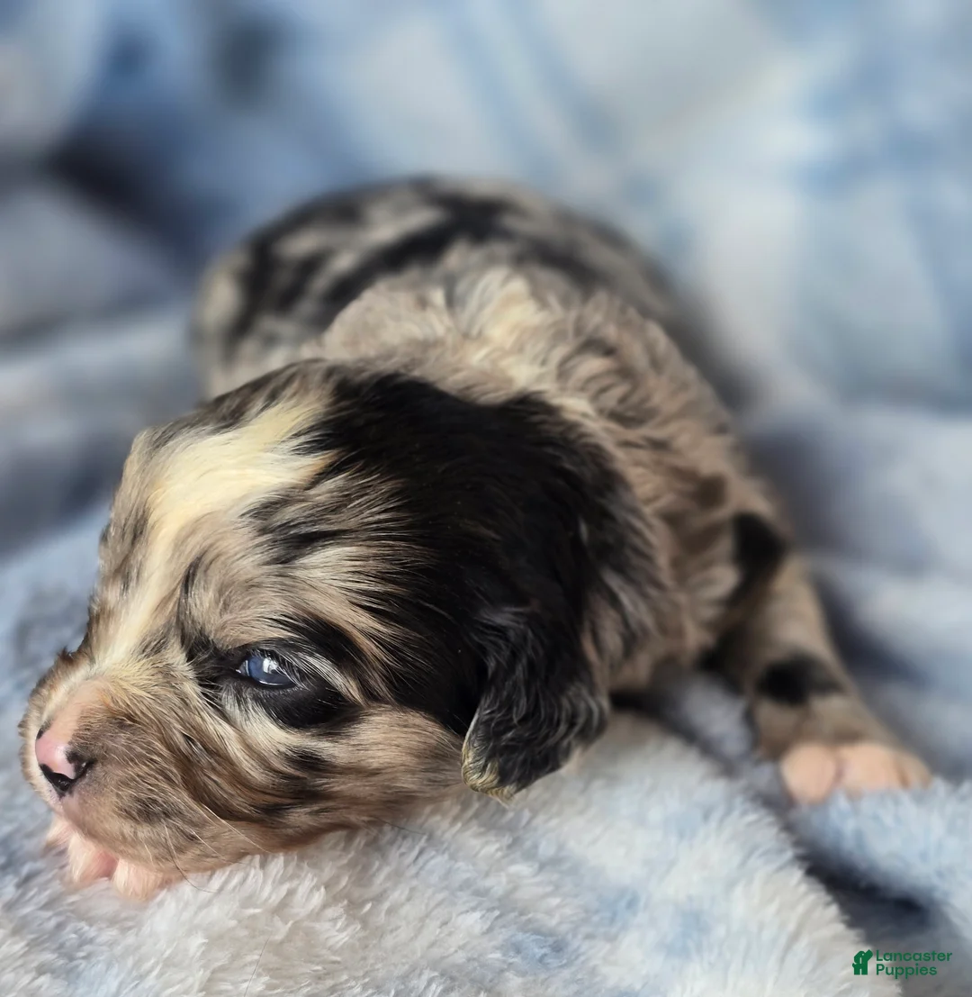 Mixed Breed dogs for sale: Patterson  - Ad 1