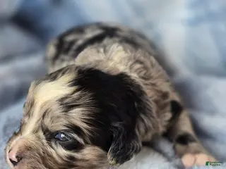 Mixed Breed dogs Patterson - Ad 40