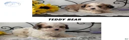 Teddy Bear dogs for sale: Gemma  - Ad 10
