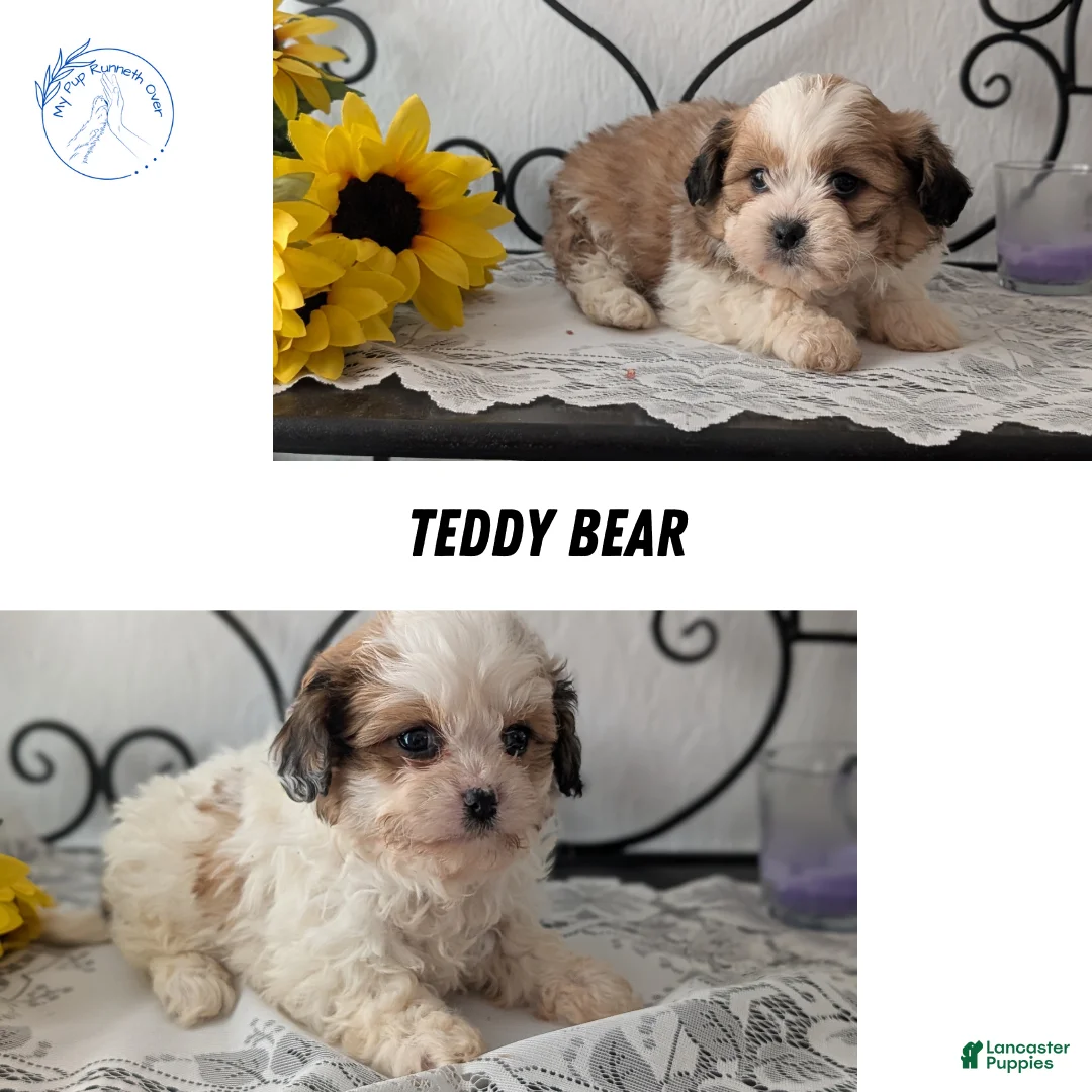 Teddy Bear dogs for sale: Gemma  - Ad 10