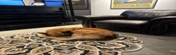 Mixed Breed dogs for sale: Mixed Breed 1 - Ad 5
