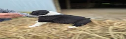 Border Collie dogs for sale: Border Collie Puppy 1 Rena - Ad 2