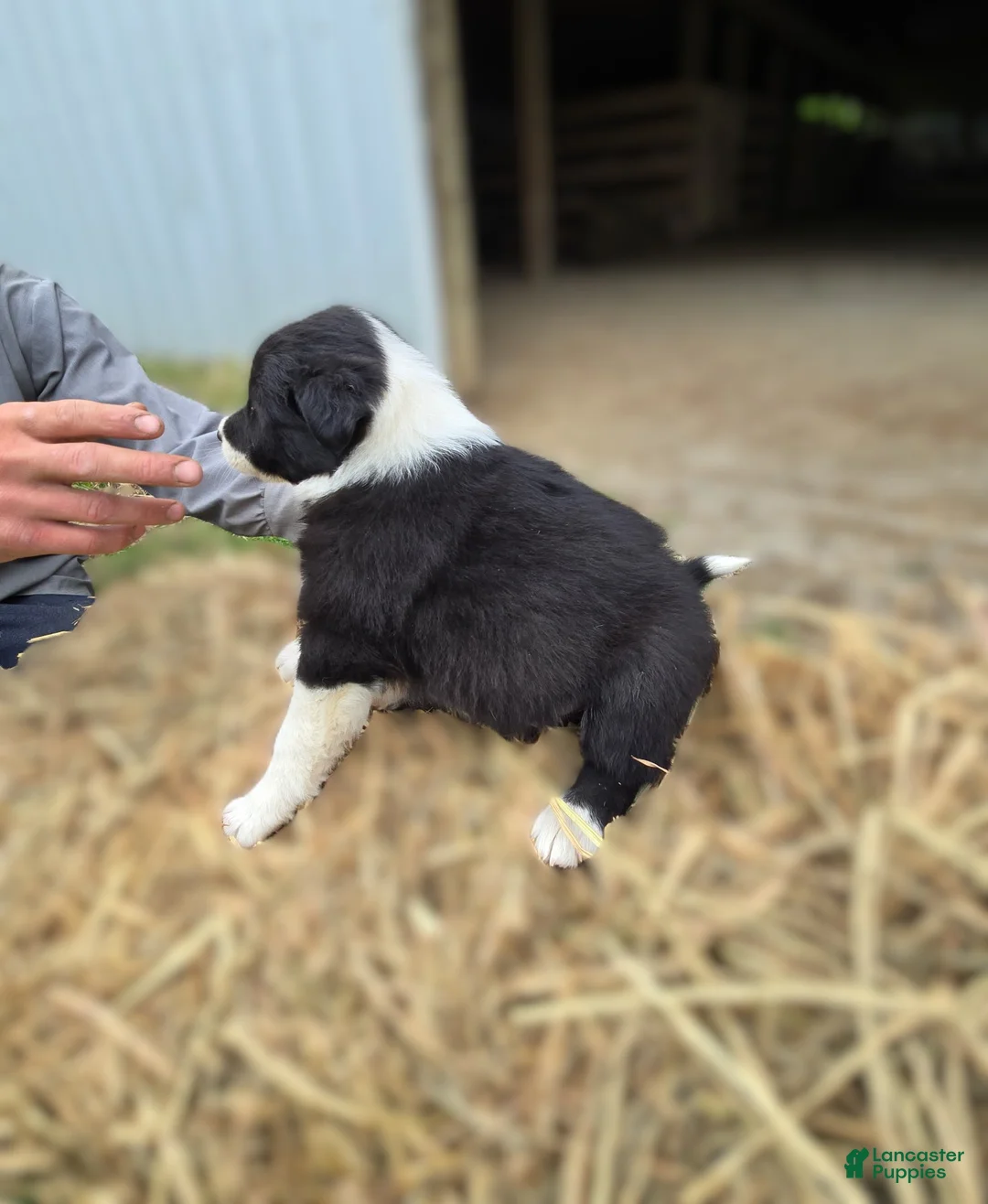 Border Collie dogs for sale: Border Collie Puppy 1 Rena - Ad 2