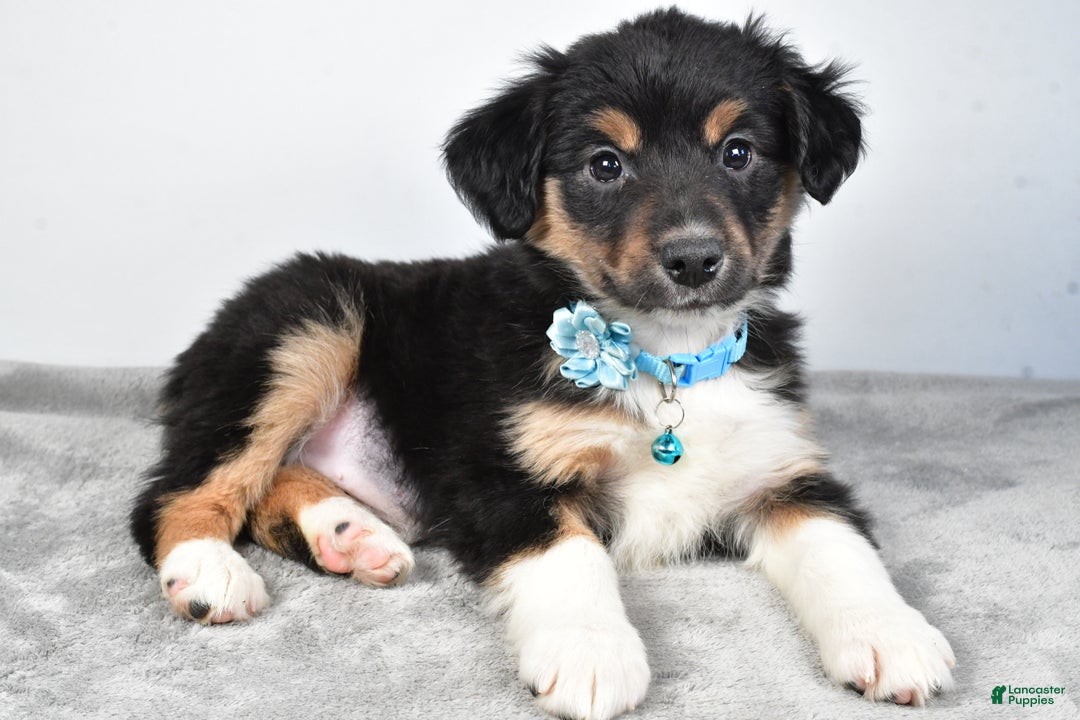 Miniature Australian Shepherd dogs for sale: Ocean - Ad 8