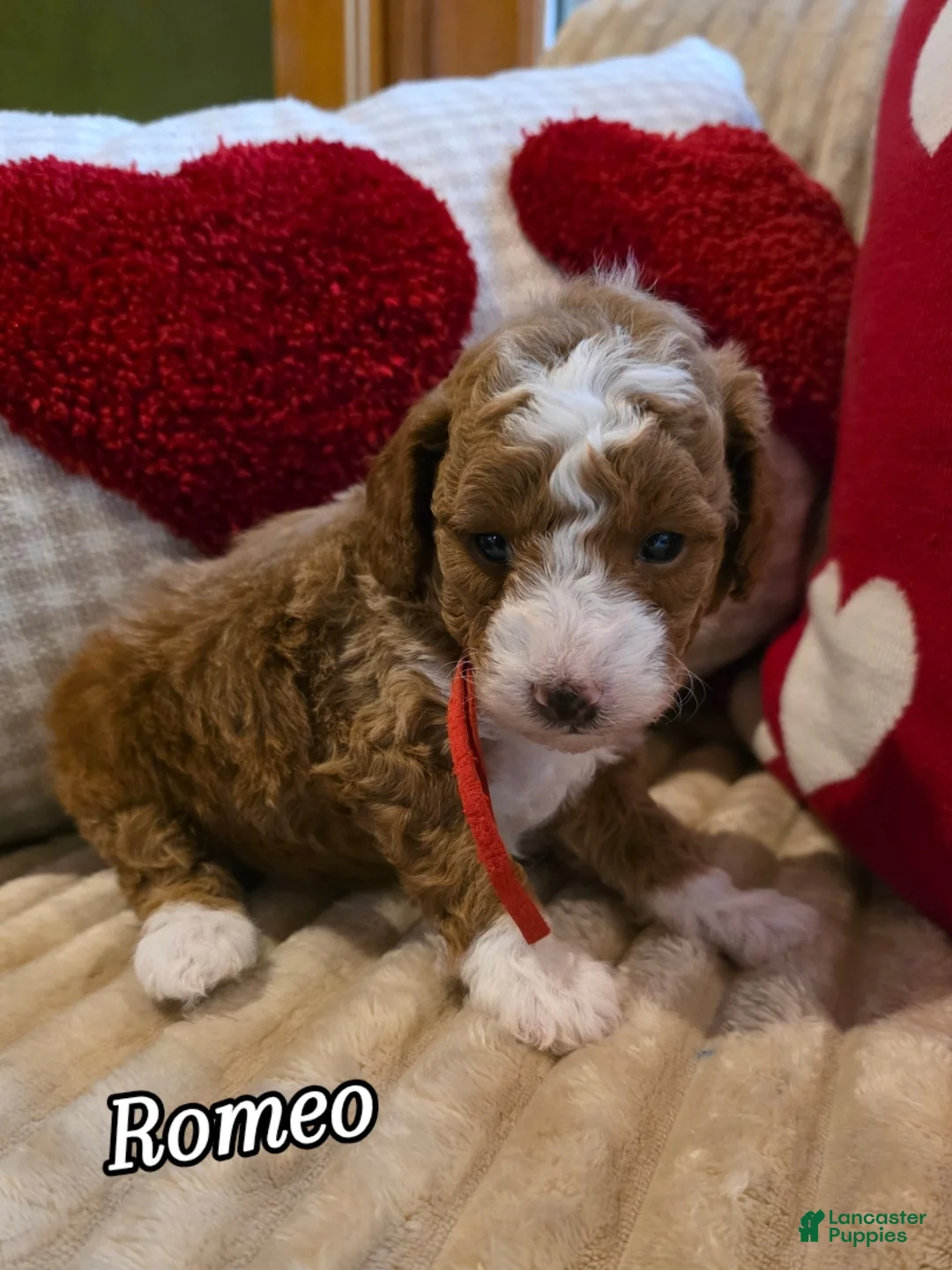 Mini Goldendoodle dogs for sale: Romeo  - Ad 4
