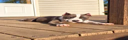 American Bully dogs for sale: 9x Kennels Marilyn Monroe  - Ad 13