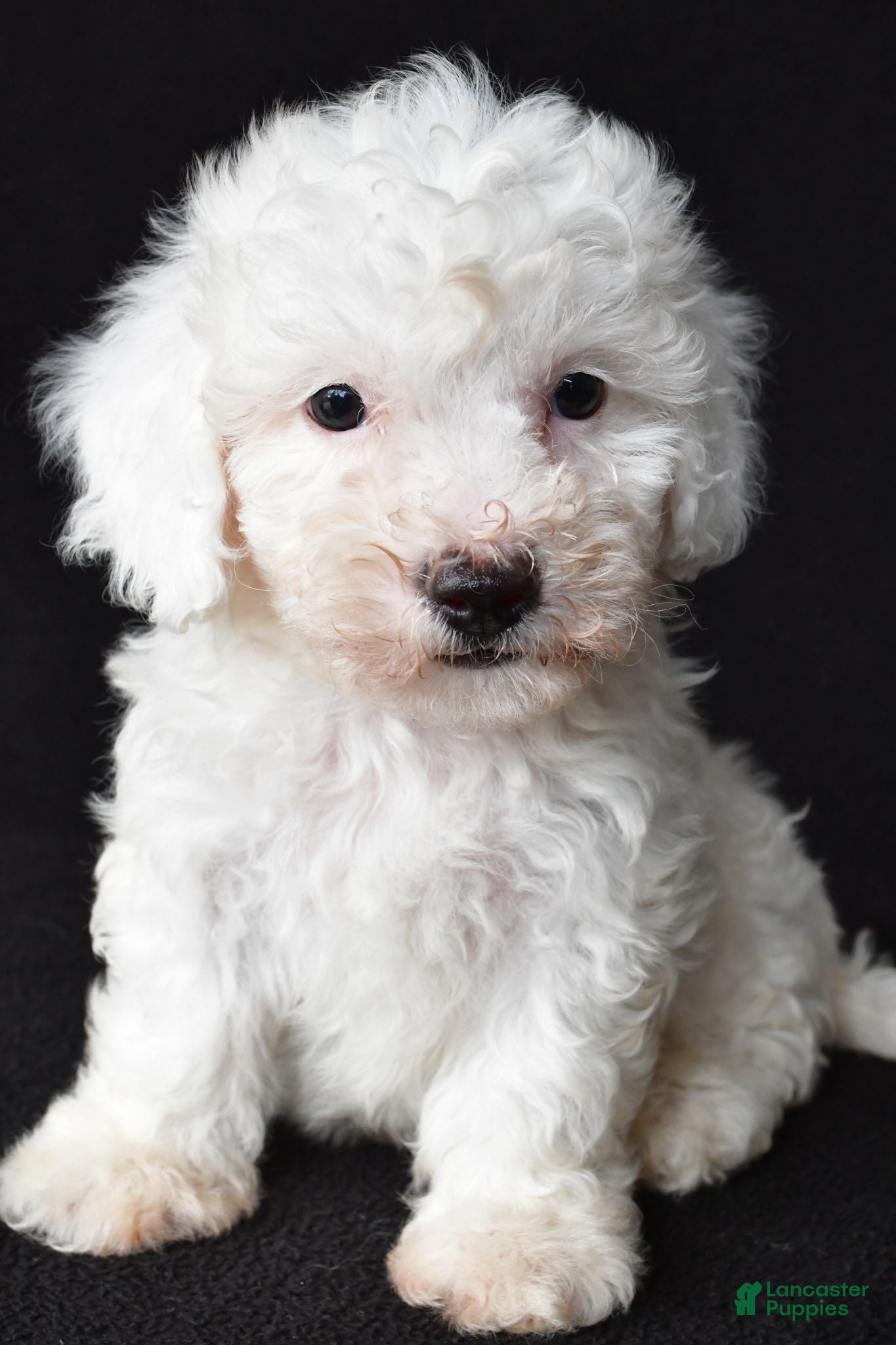 Bichon Frise dogs Bobby - Ad 1